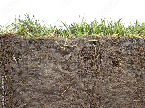 section of grass