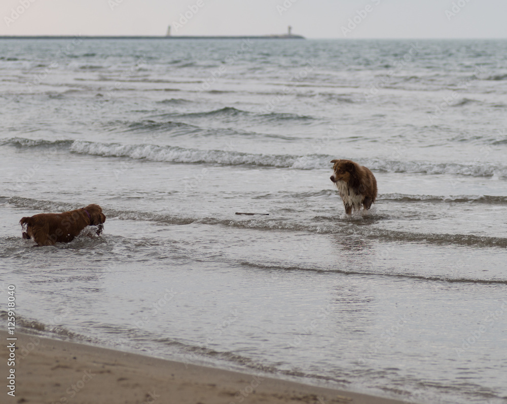 Chien jouant dans les vagues Chien jouant dans les vagues