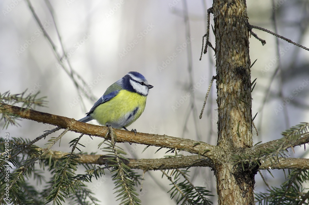 Blue tit on a branch. Cyanistes caeruleus. Blue tit on a branch. Cyanistes caeruleus.
