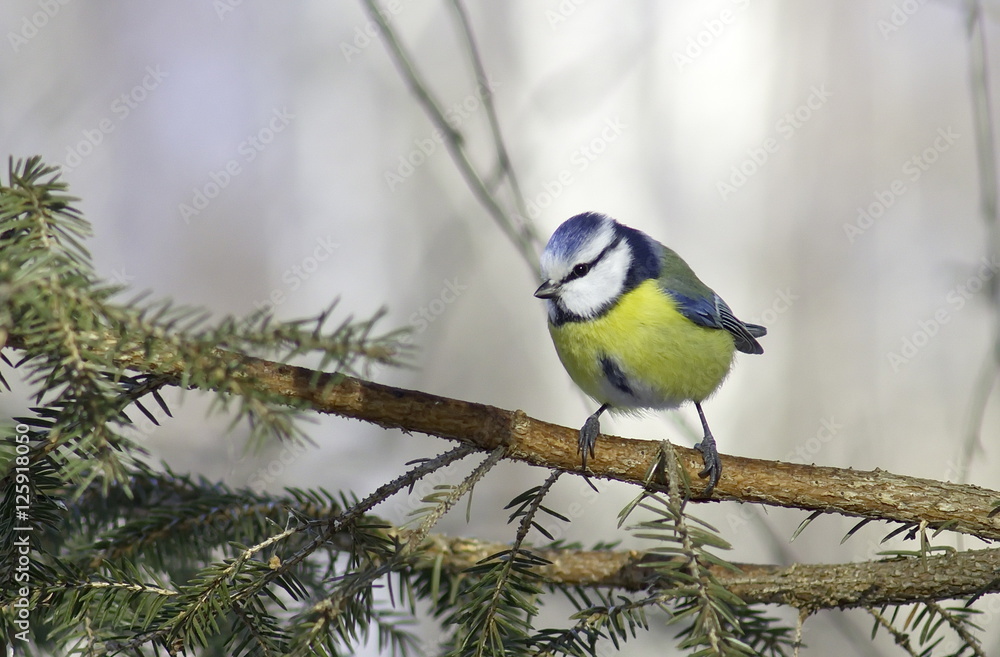 Blue tit on a branch. Cyanistes caeruleus. 