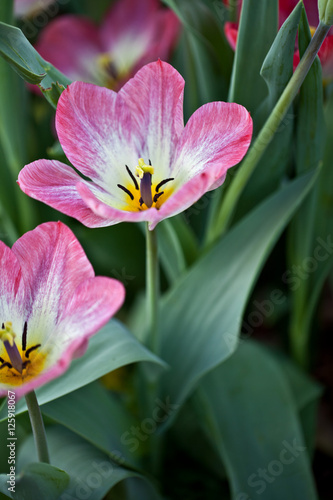 Pink Flower