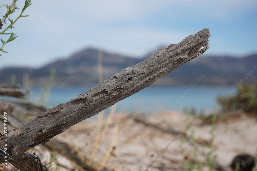 Pice of wood at the beach