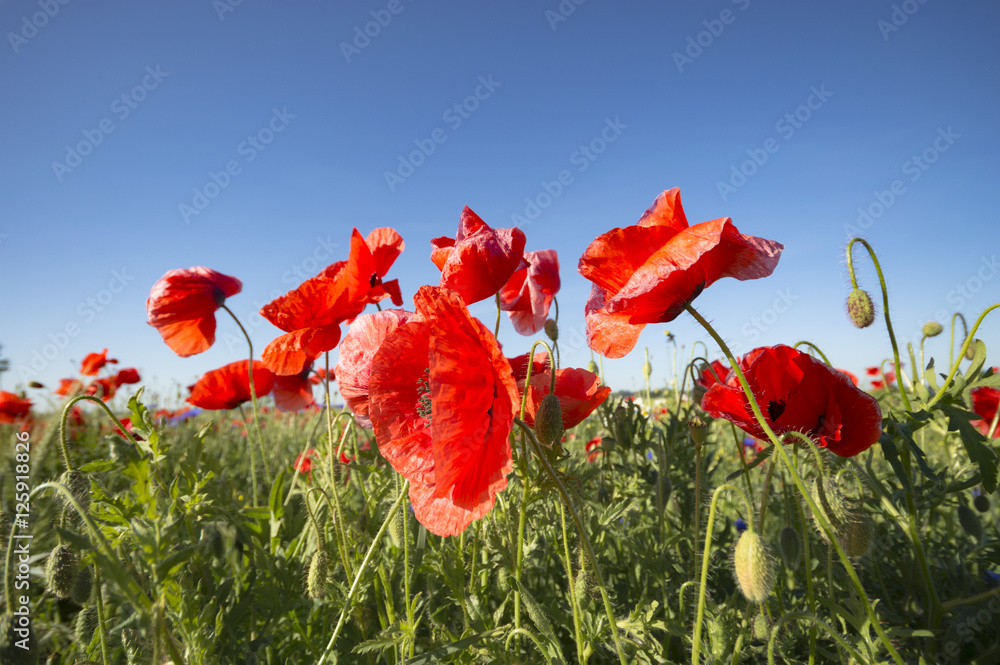 Obraz premium flowers