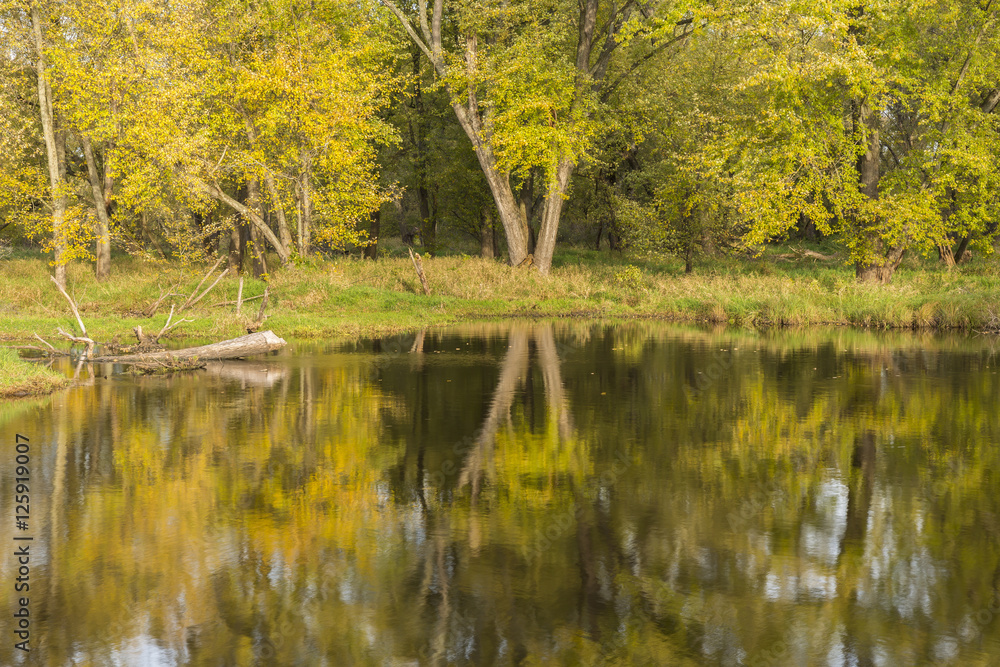 Fototapeta premium Mississippi River Backwaters In Autumn