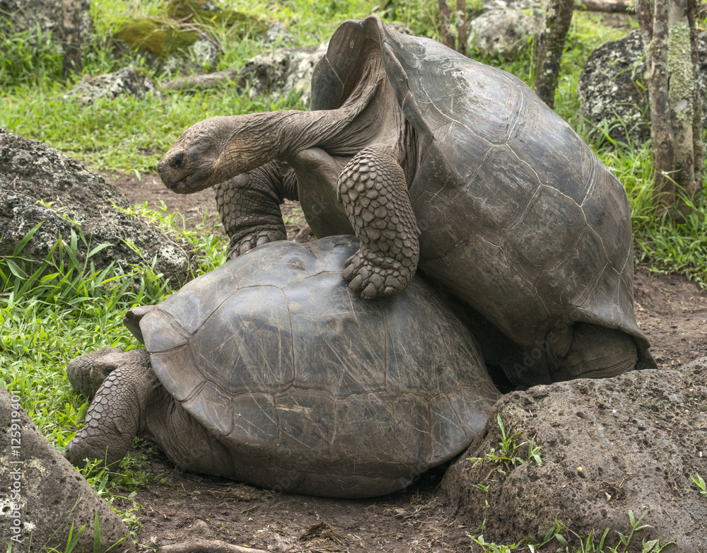 Naklejka premium Mating Galapagos Tortoise