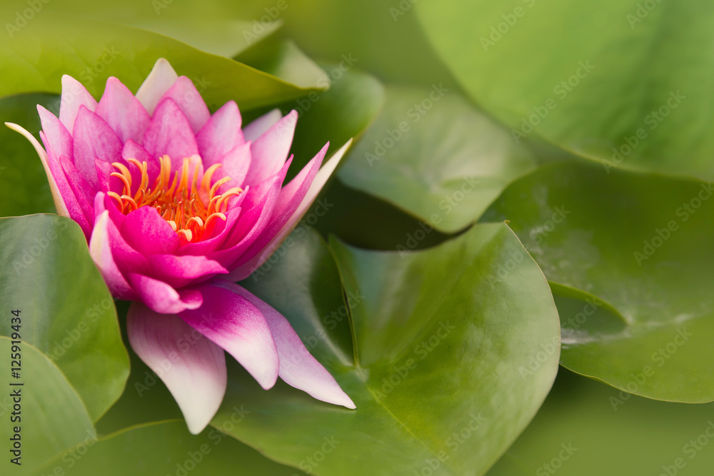 Pink water lily in pond