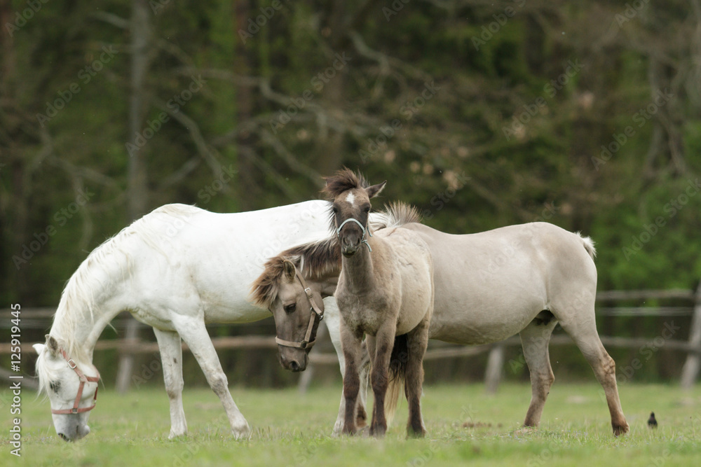 horse horse