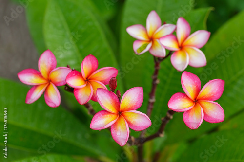 Colorful Plumeria flowers with drops of water