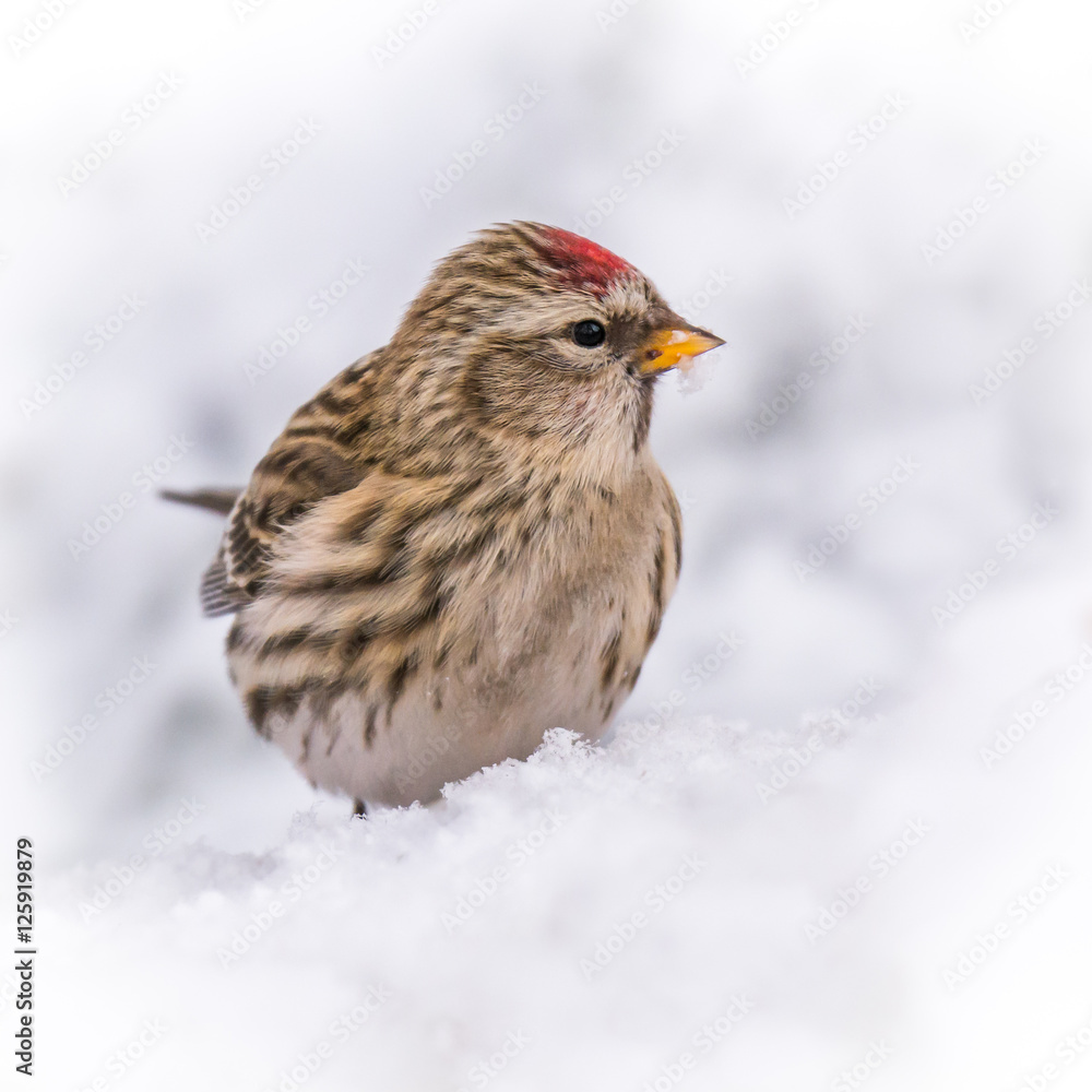Redpoll Redpoll