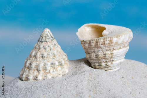 Trochus seashell on beach photo