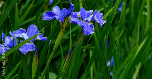 lavish flower summer bloom