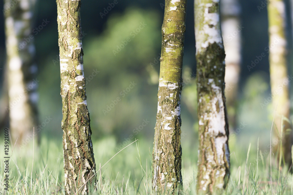 Fototapeta premium trees