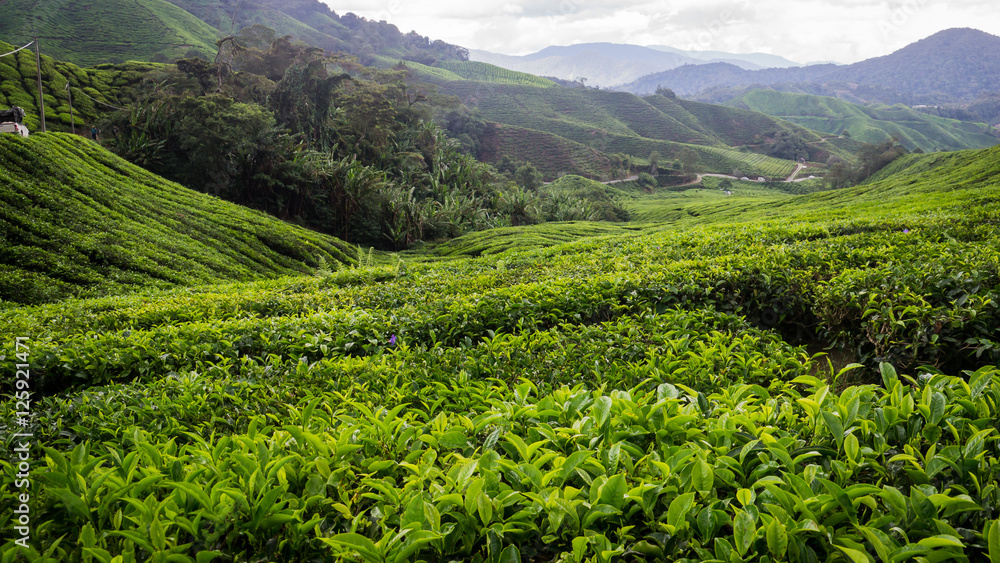 Tea plantation in Cameron Highlands, Malaysia Tea plantation in Cameron Highlands, Malaysia