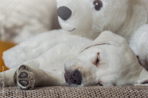 Kuscheltier Eisbär und kleiner süßer labrador welpe schlafen zusammen auf dem sofa  © manushot