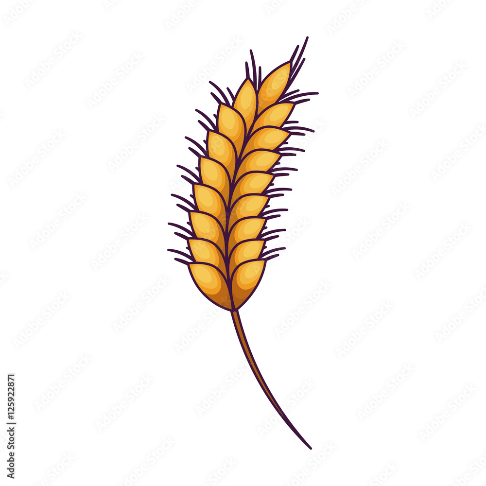 Wheat ear icon. Food grain agriculture and natural theme. Isolated design. Vector illustration Wheat ear icon. Food grain agriculture and natural theme. Isolated design. Vector illustration