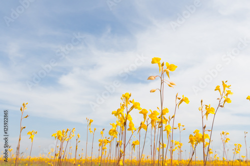 Wild flower, Utricularia bifida ,yellow flowers in golden paddy