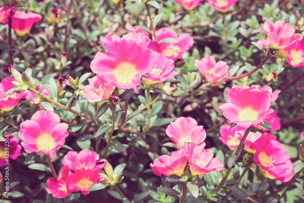 Pink portulaca or moss rose or sun plant or sun rose garden