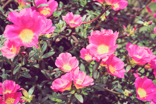 Pink portulaca or moss rose or sun plant or sun rose garden
