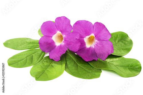 Fresh Mansoa alliacea or Garlic vine flower and leaves isolated over white photo