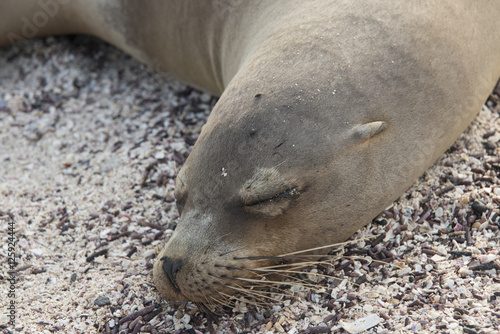 Closeup of Sleeping Galapagos Sea Lion
