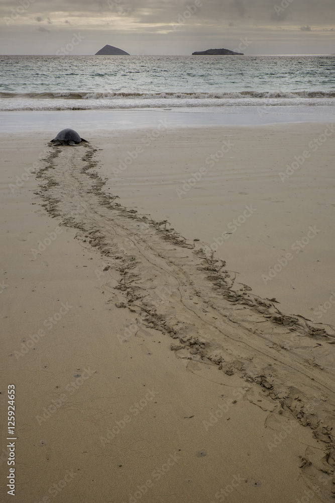 Naklejka premium Sea Turtle Returning to Sea after Laying Eggs