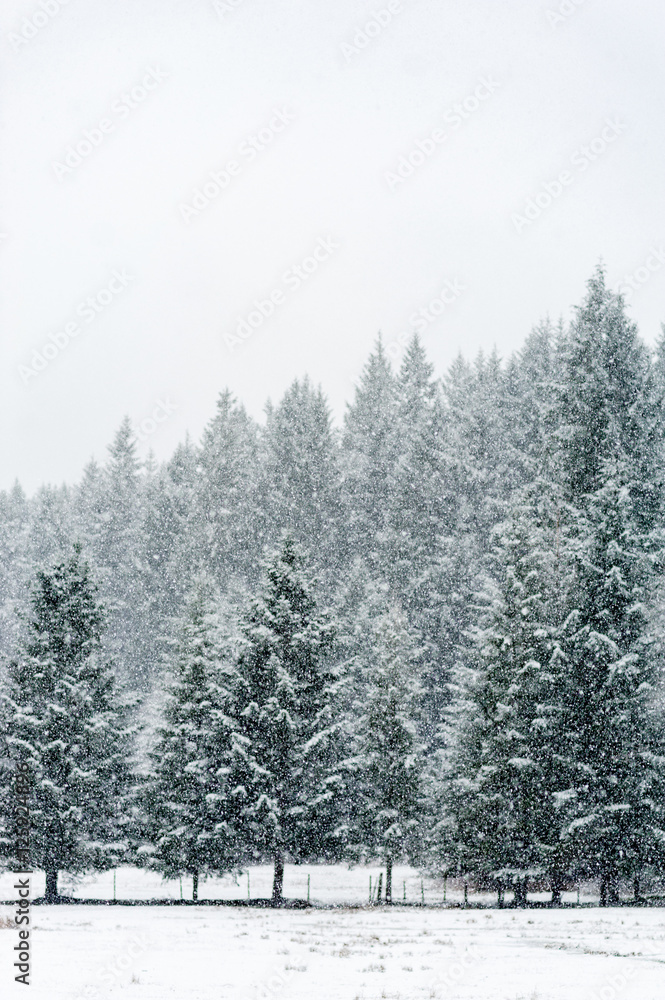 Naklejka premium Snow falling heavily in an evergreen forest with focus on snowflakes creating a winter wonderland
