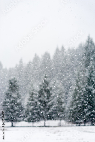 Snow falling heavily in an evergreen forest with focus on snowflakes creating a winter wonderland © PNPImages