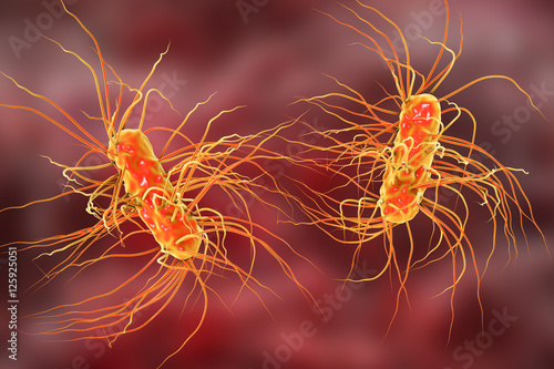 Escherichia coli bacterium, 3D illustration. Gram-negative bacterium with peritrichous flagella which is part of normal intestinal microflora and also causes enteric and other infections
