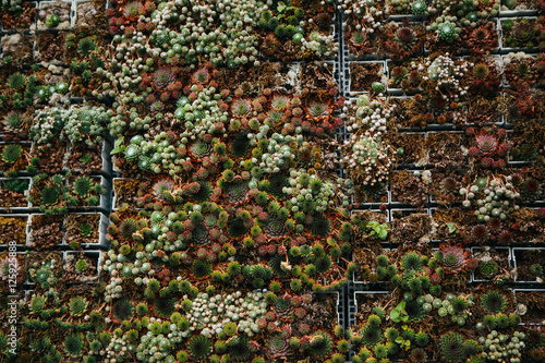 succulents background