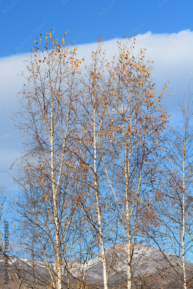 White birch over blue cloudy sky background White birch over blue cloudy sky background