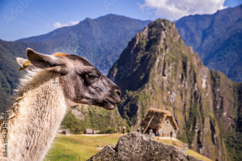 Llama in Machu Picchu Lost Ina City, Peru