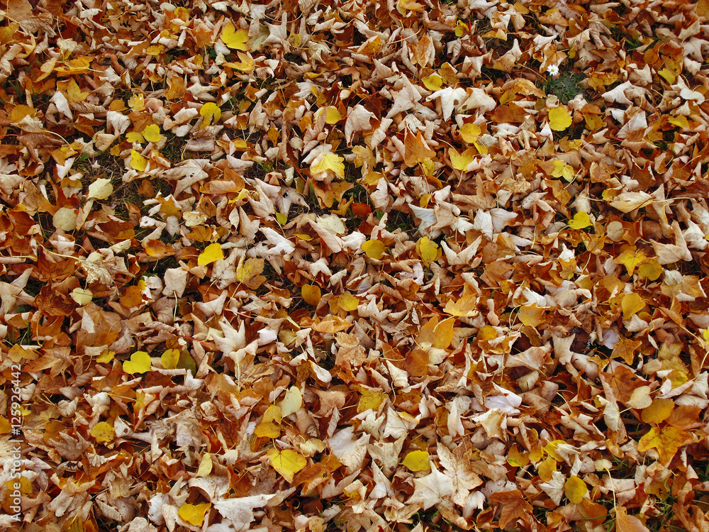 Herbstlaub Textur 08 Herbstlaub Textur 08
