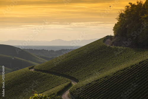 Golden sunset over vineyard landscape