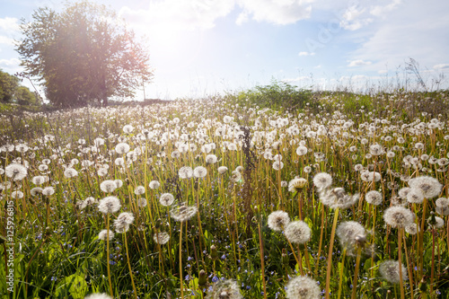 landscape with dandelions.