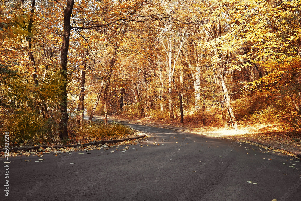 Asphalt road in beautiful autumn park