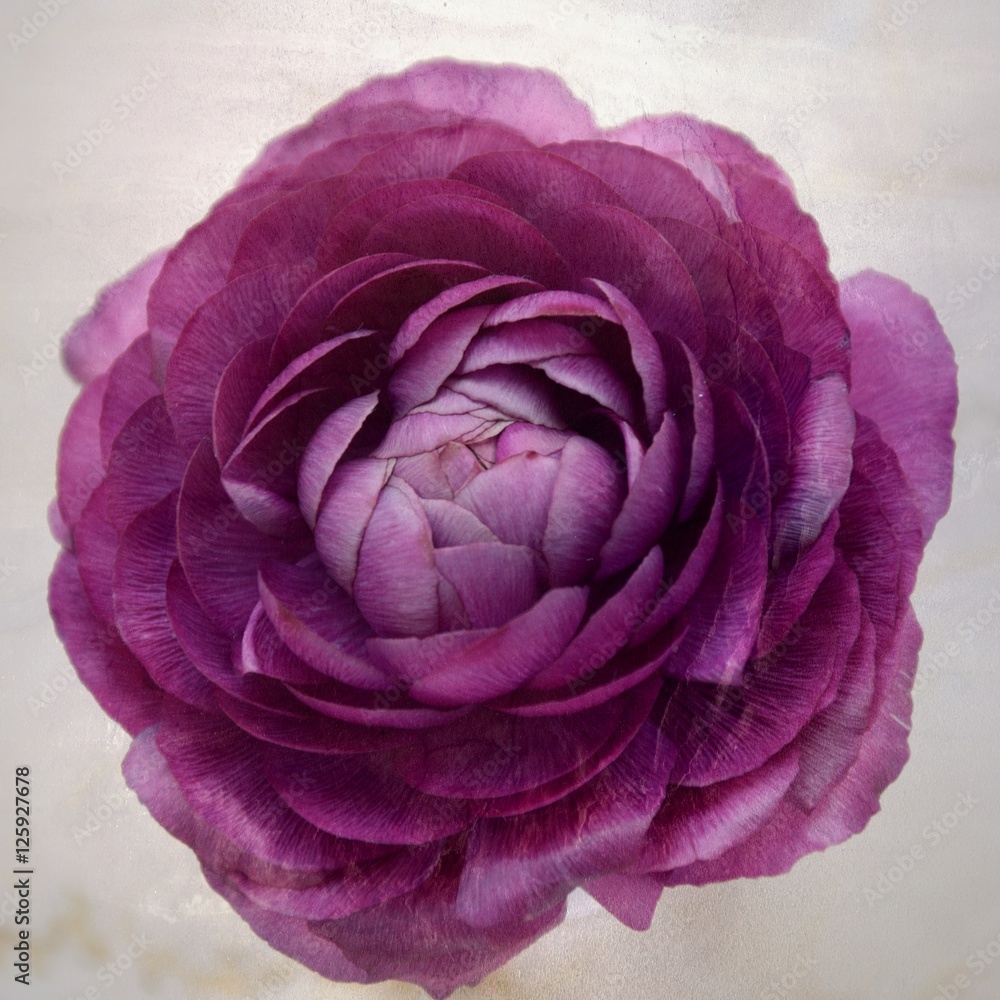 Ranunkelblüte mit leichter Textur Ranunkelblüte mit leichter Textur