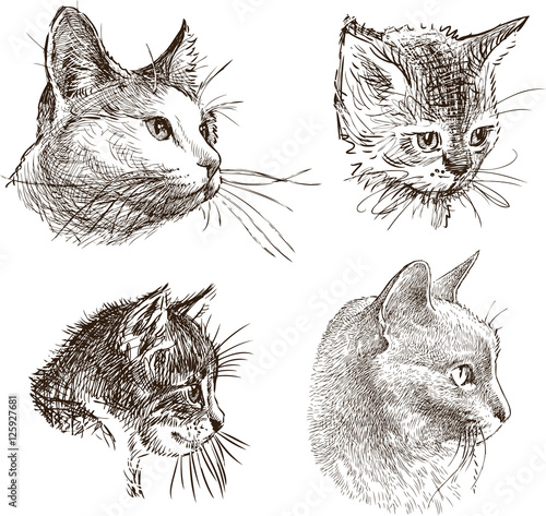 sketches of the house cats