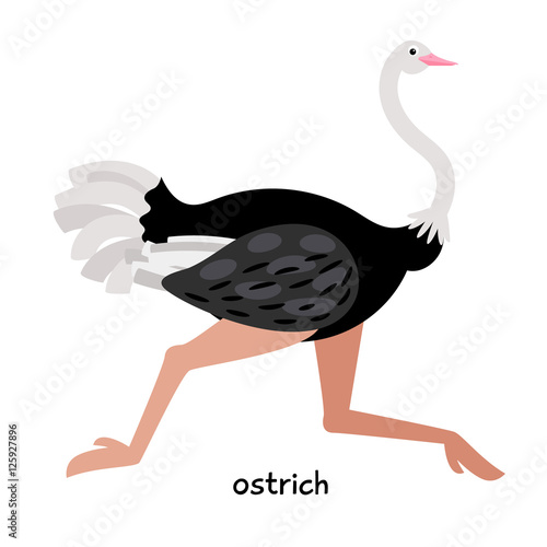 Quick ostrich runs