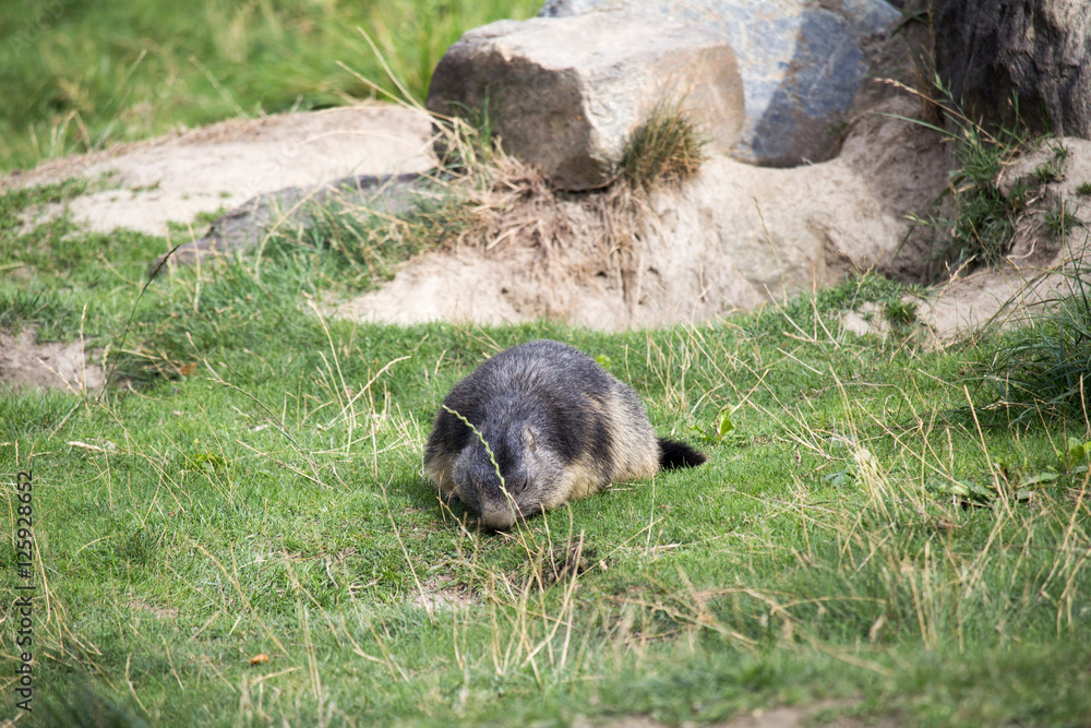 Naklejka premium marmotta