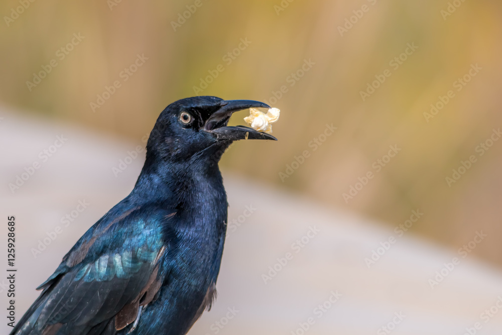 The Male Brewer's Blackbird Eating Popcorn at Malibu Lagoon The Male Brewer's Blackbird Eating Popcorn at Malibu Lagoon