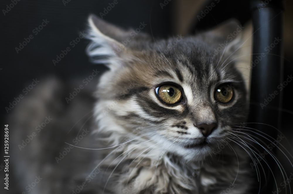 portrait of fluffy cat, close up