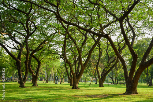 Big tree in park in the evening,