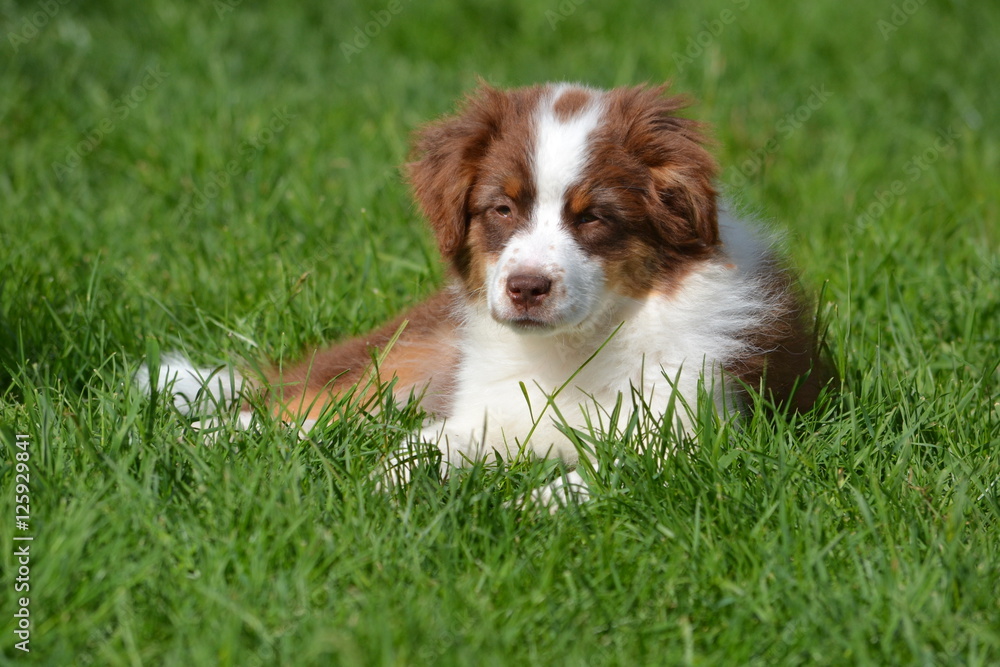 chiot berger australien rouge tricolore couché chiot berger australien rouge tricolore couché
