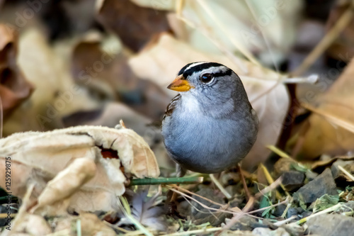 The White-Crowned Sparrow Singing on the Ground in Autumn