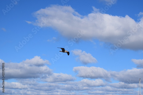Möwe fliegt am schönen Wolkenhimmel