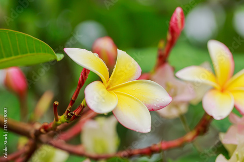 Colorful Plumeria flowers with drops of water