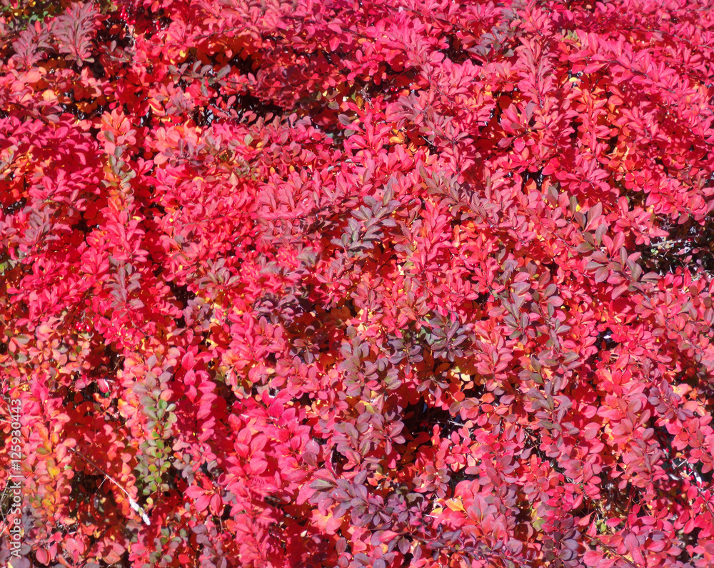 Obraz premium Rote Hecke Textur 02