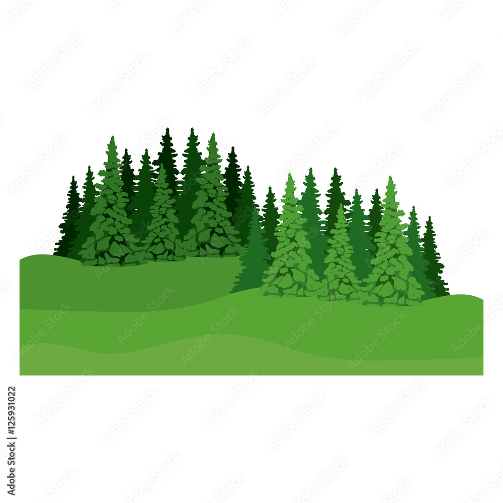 Fototapeta premium pine tree icon. Plant nature spring garden theme. Isolated design. Vector illustration