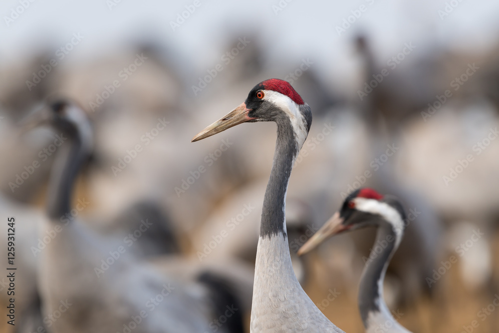 Obraz premium Portrait of a common crane within a group of cranes