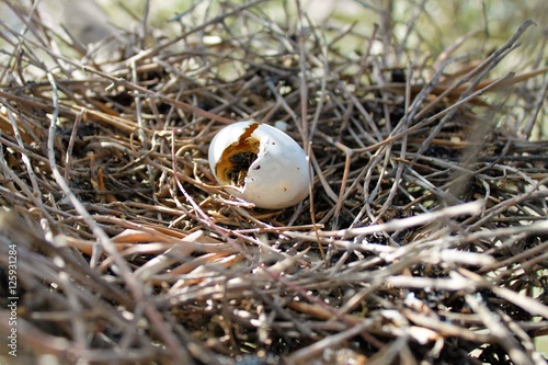 robbed pigeon nest